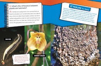 Do Cows Have Two Stomachs? | Rosen Classroom